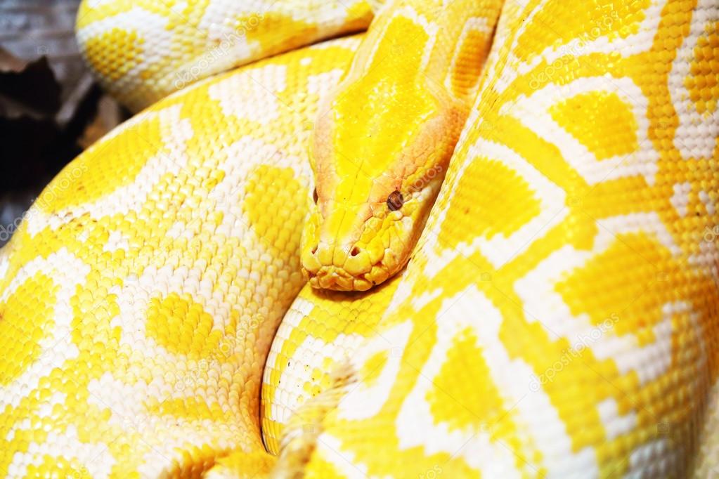 “Sleeping With Snakes?!: The Fear of The&nbsp;Unknown”